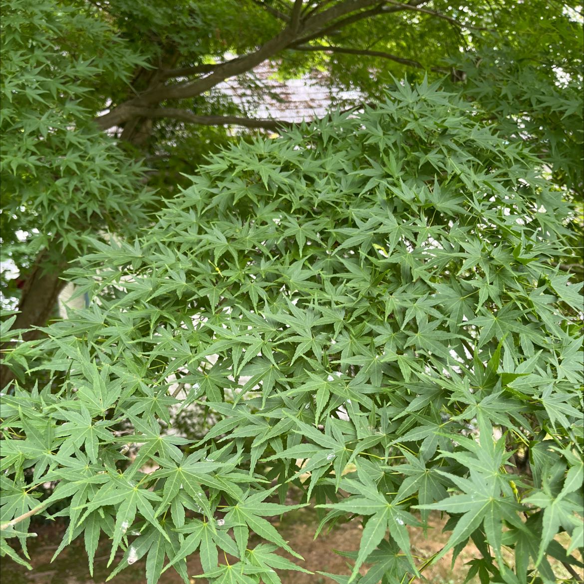 Healthy Japanese Maple with vibrant green leaves.