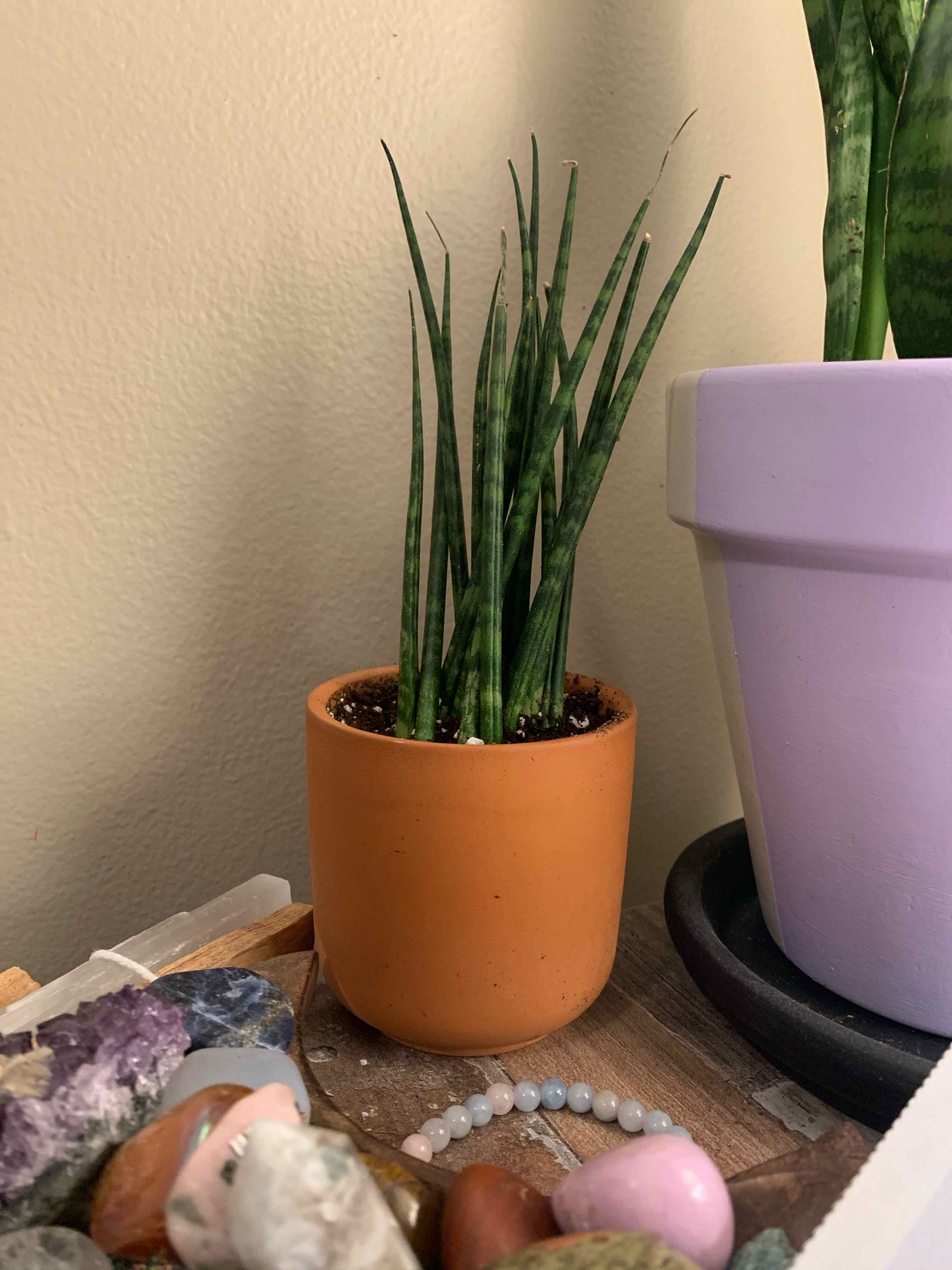 Dracaena 'Mikado' plant in a terracotta pot with visible soil, surrounded by decorative stones.