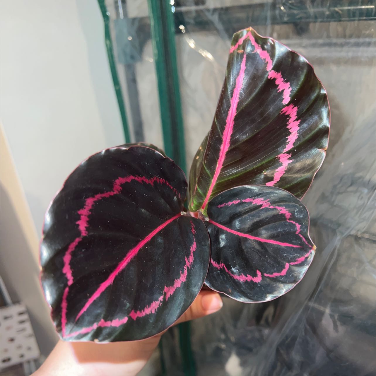 Prayer Plant Dottie with dark green leaves and pink veins, held by a hand.