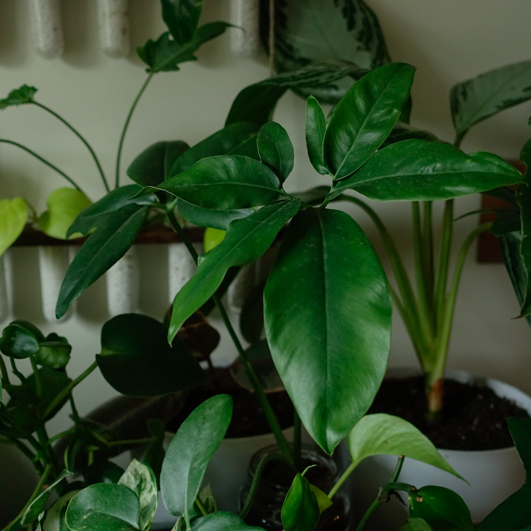 Thaumatophyllum spruceanum plant with broad, dark green leaves. Multiple plants in the background.