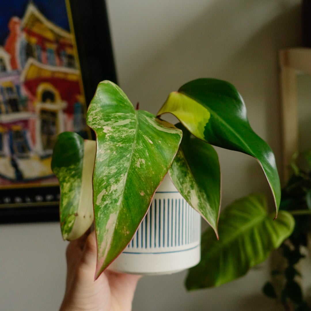 Strawberry Shake Philodendron with variegated leaves in a pot, held by a hand.