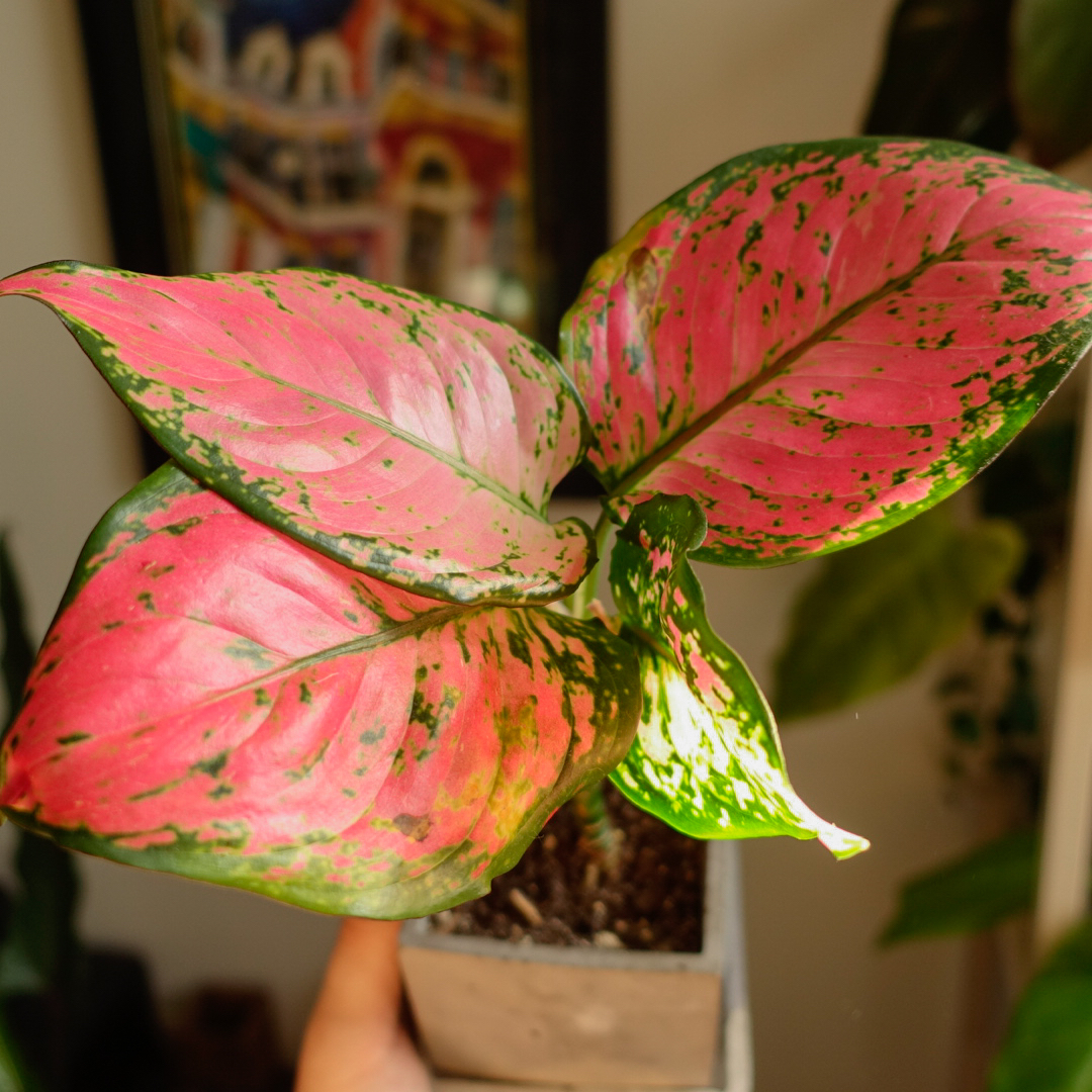 Chinese Evergreen Valentine plant with vibrant pink and green leaves in a pot.