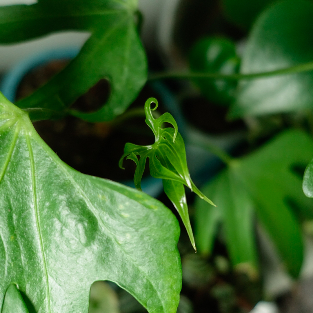 Close-up of an Anthurium Fingers plant with healthy green leaves.
