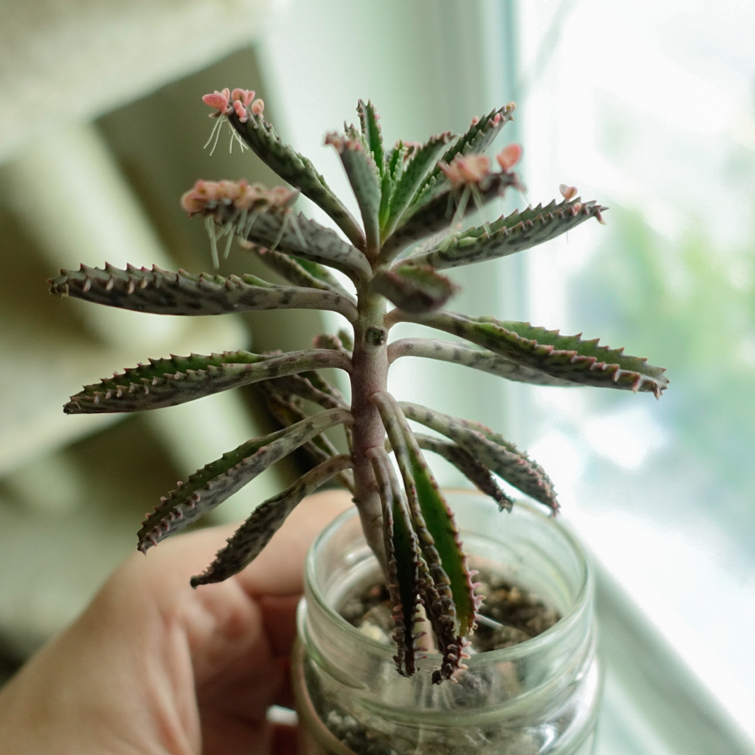 Kalanchoe 'Pink Butterflies' plant in a jar with visible soil and small pink flowers.