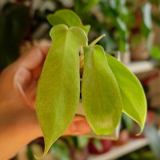 Philodendron 'Florida Ghost' plant in Charlotte, North Carolina