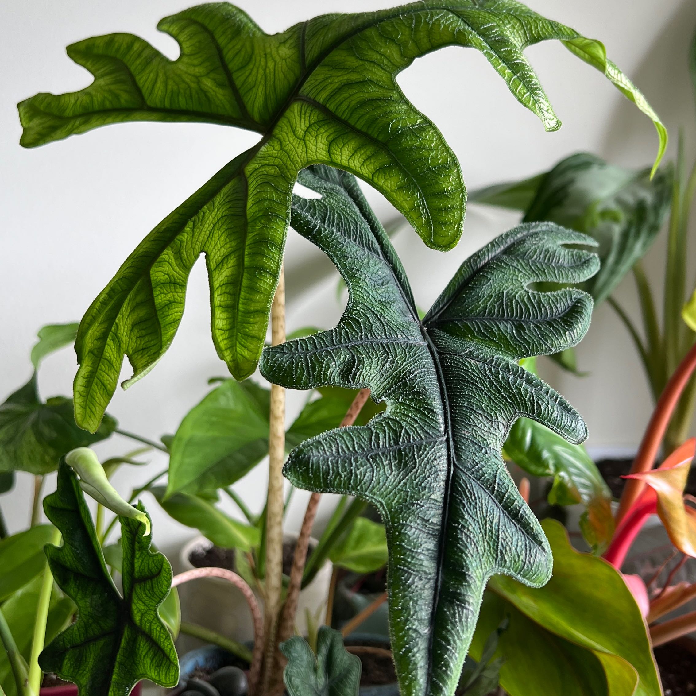Photo of the plant species Alocasia 'Jacklyn' by @gravityloom named Jacklyn on Greg, the plant care app