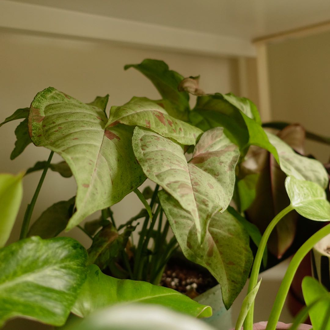 Syngonium 'Milk Confetti' plant with variegated leaves, well-framed and centered.