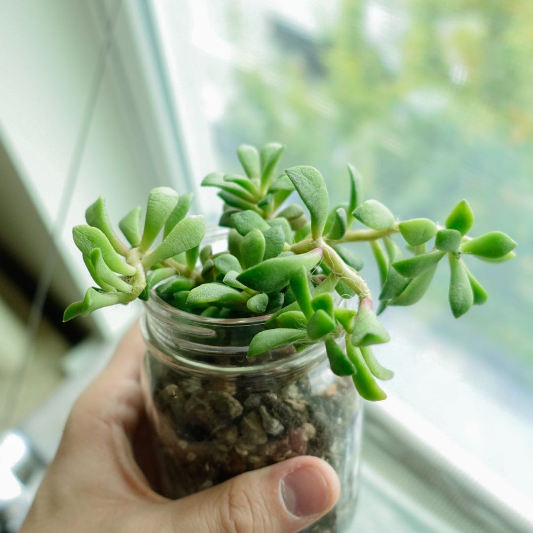 Anacampseros 'Sunrise' succulent in a glass container with visible soil, held by a hand.