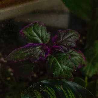 Purple Velvet Plant plant in Charlotte, North Carolina