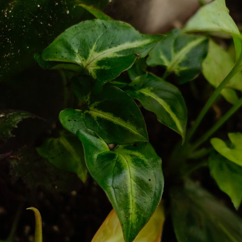 Syngonium wendlandii plant with dark green leaves and white veins.
