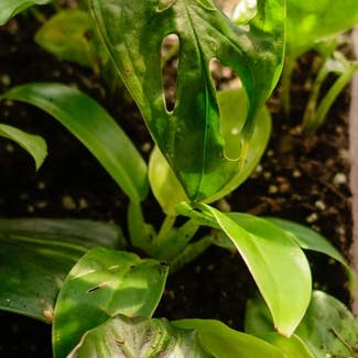 Philodendron 'Moonlight' plant in Charlotte, North Carolina