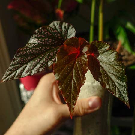 Photo of the plant species Begonia by Gravityloom named Tupot amaroot on Greg, the plant care app