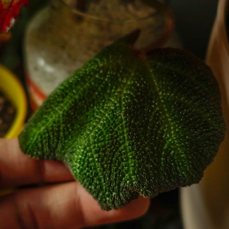 Close-up of a healthy Iron Cross Begonia leaf with a textured surface.