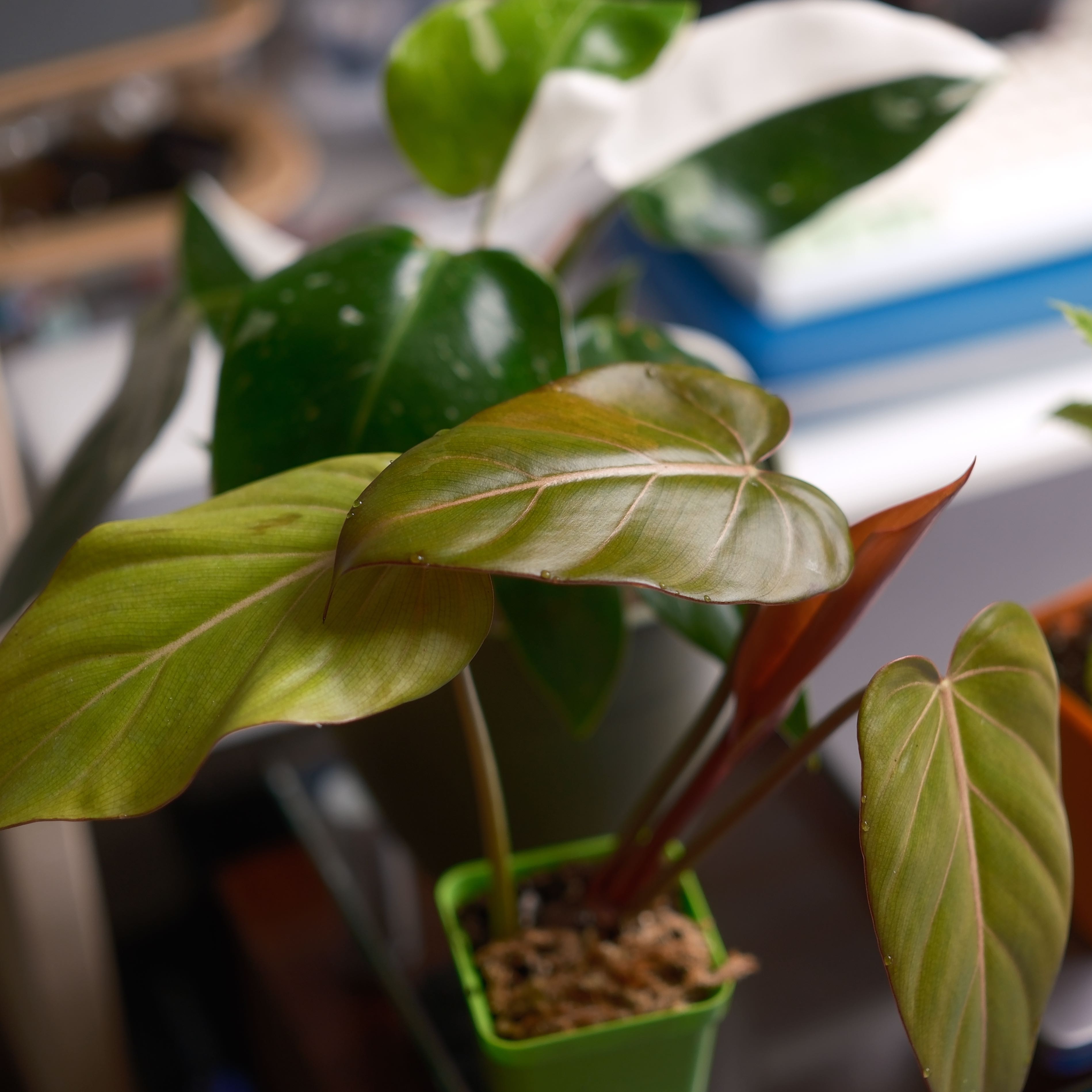 Philodendron 'Summer Glory' plant with healthy green leaves in a small pot.