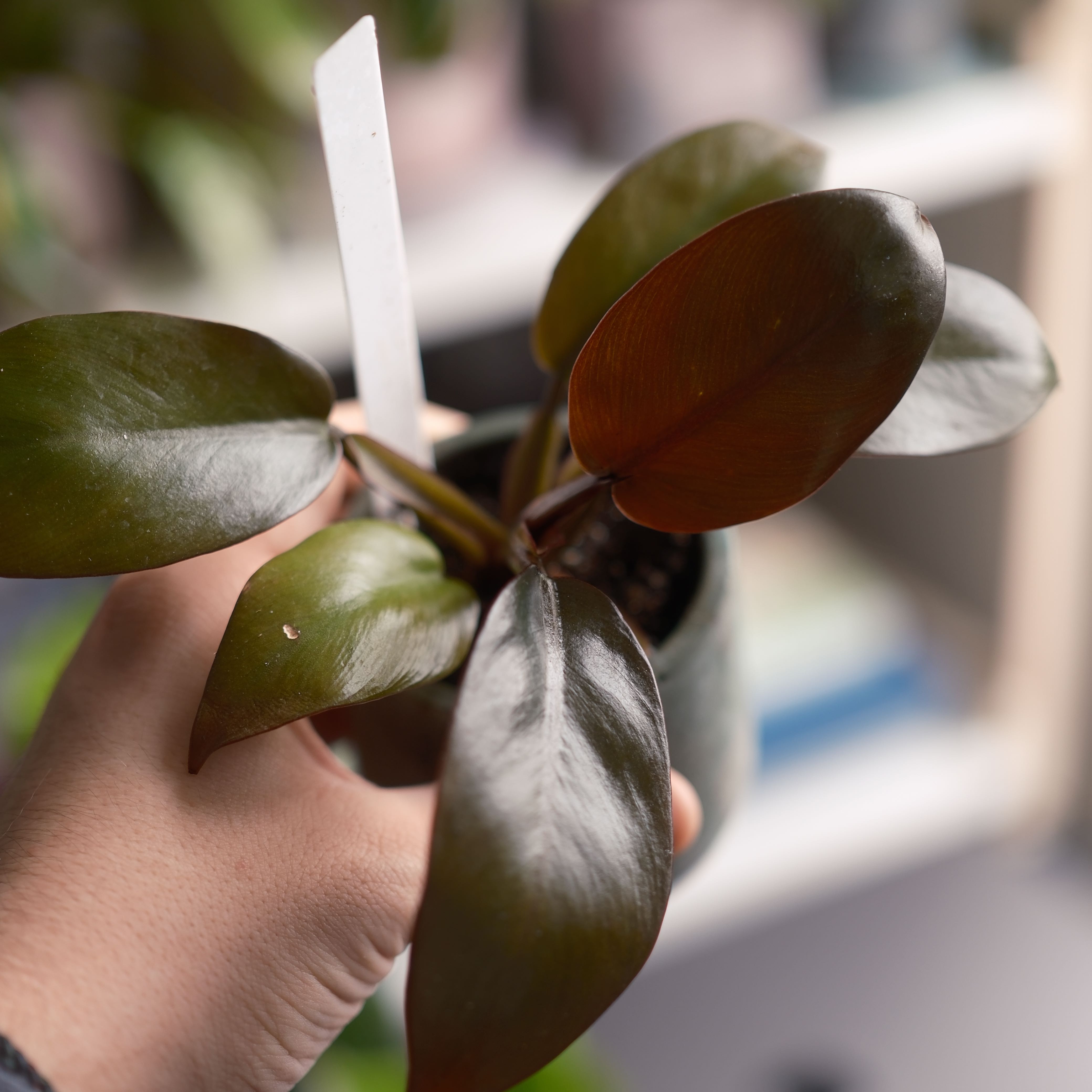 Photo of the plant species Philodendron erubescens 'Black Cardinal x Caramel' by @gravityloom named LiloStitch on Greg, the plant care app