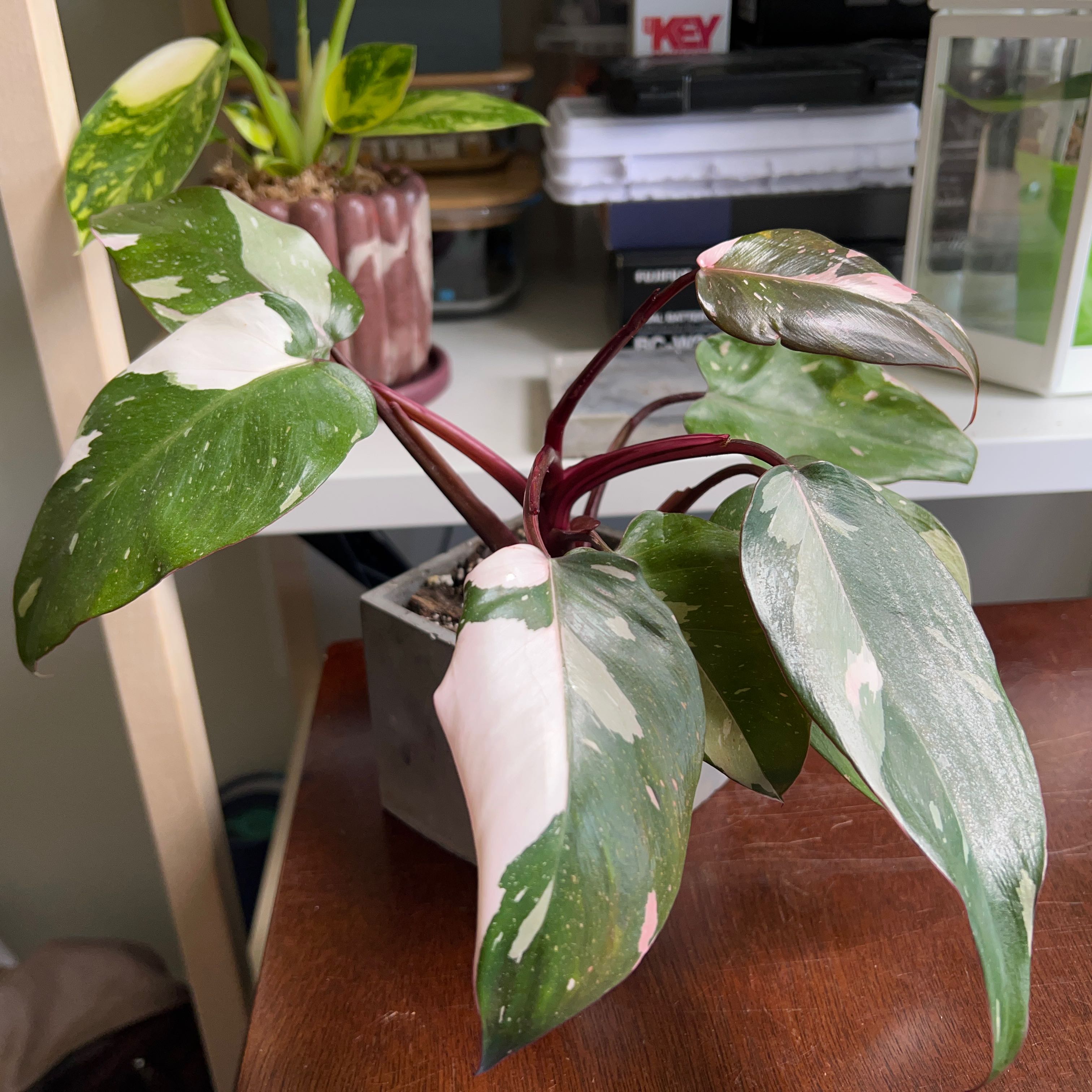 Philodendron Red Anderson plant with variegated leaves in a pot on a table.