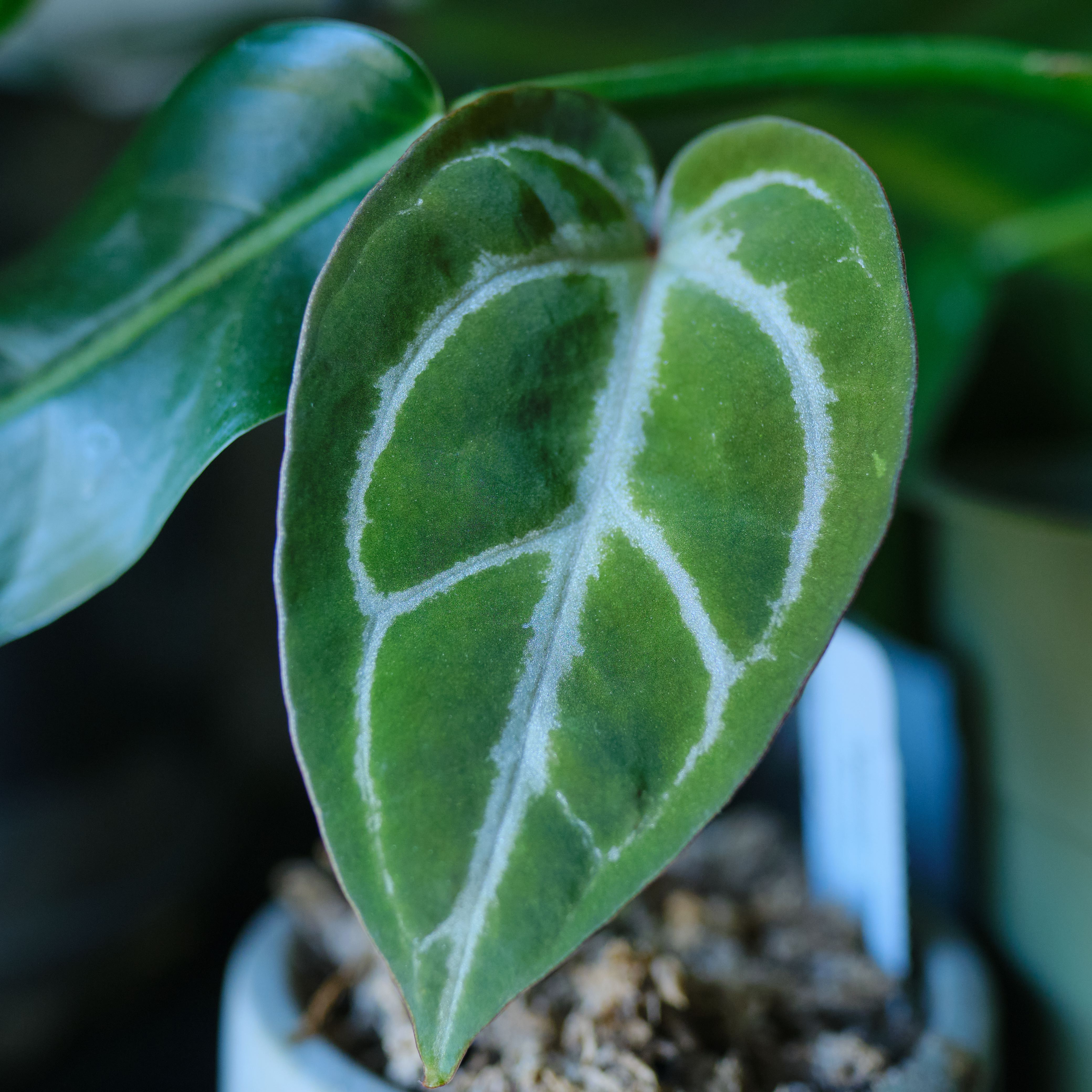 Soil for Anthurium crystallinum x magnificum