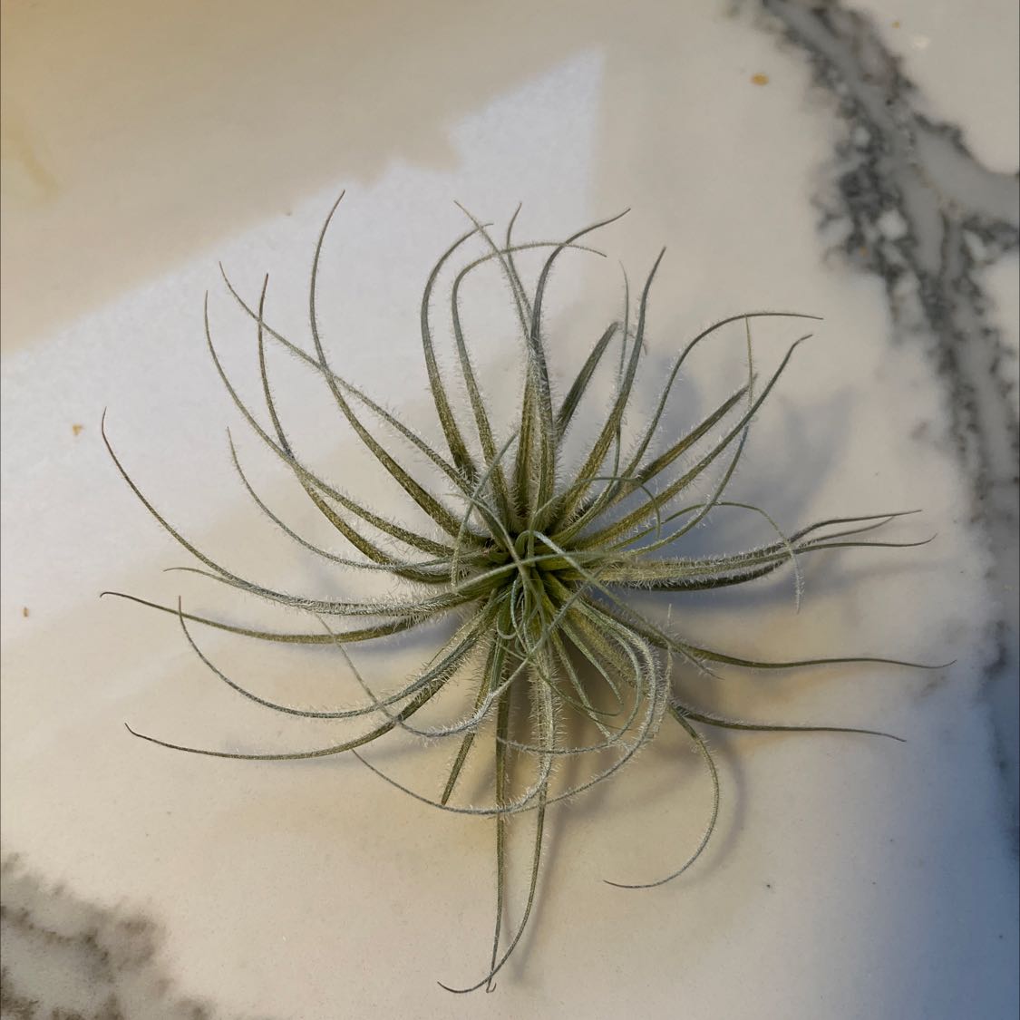 Photo of the plant species Peru Air Plant by @NoteworthyWeed named Delilah on Greg, the plant care app