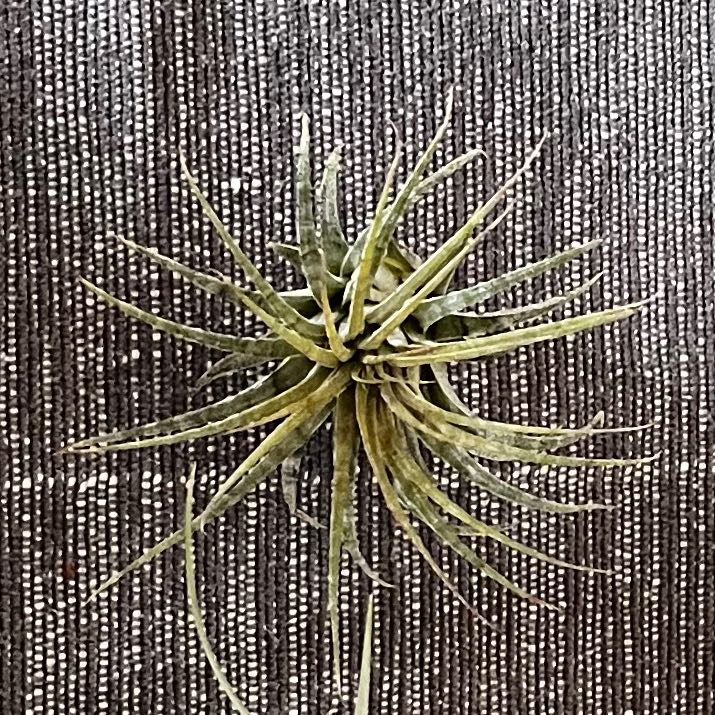 Photo of the plant species Ionantha Zebrina by @NoteworthyWeed named Marley on Greg, the plant care app