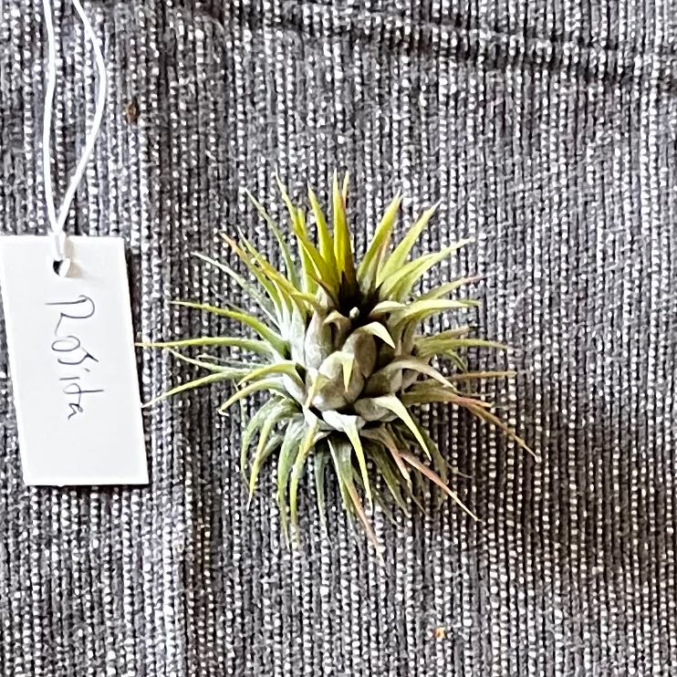 Photo of the plant species Ionantha Rosita by @NoteworthyWeed named Elle on Greg, the plant care app