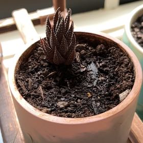 Photo of the plant species Haworthiopsis coarctata var. tenuis by @NoteworthyWeed named Sigmundito on Greg, the plant care app