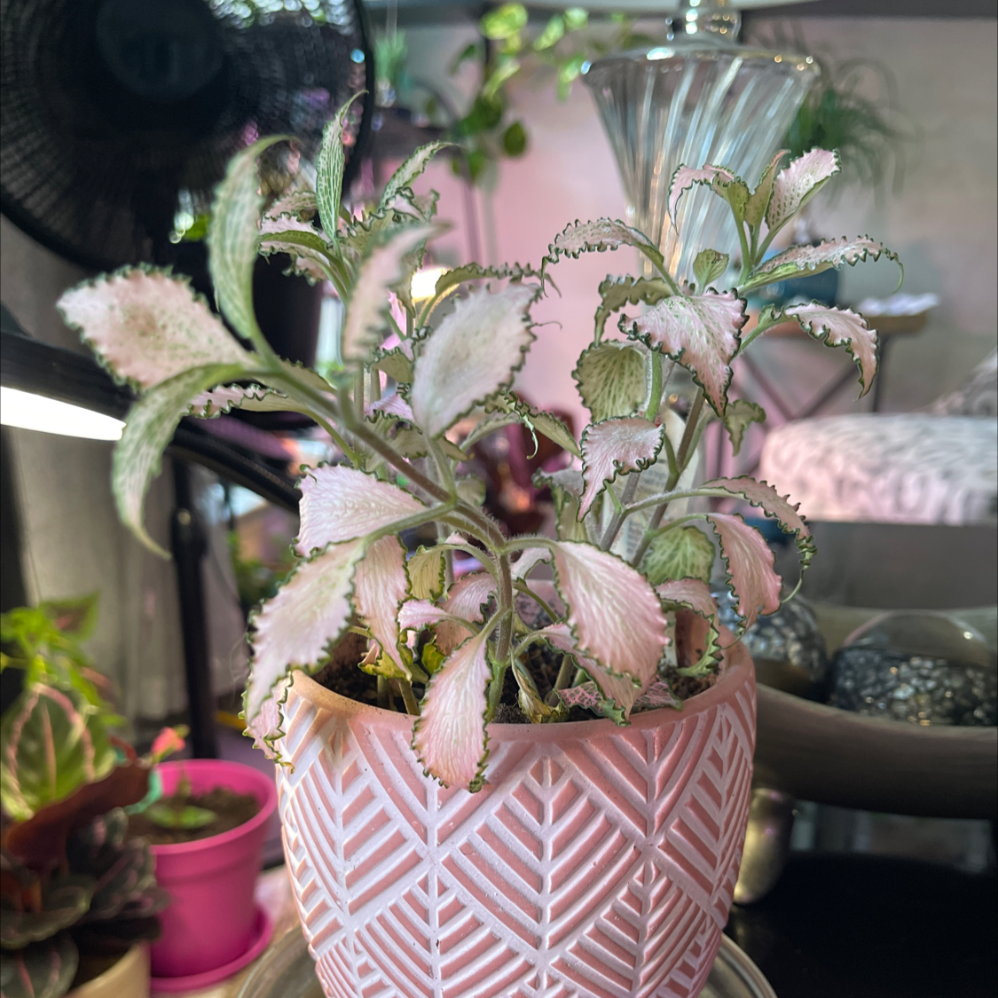 Photo of the plant species Fittonia Grey Sensation by @AceFrithia named Fittonia Frankie on Greg, the plant care app