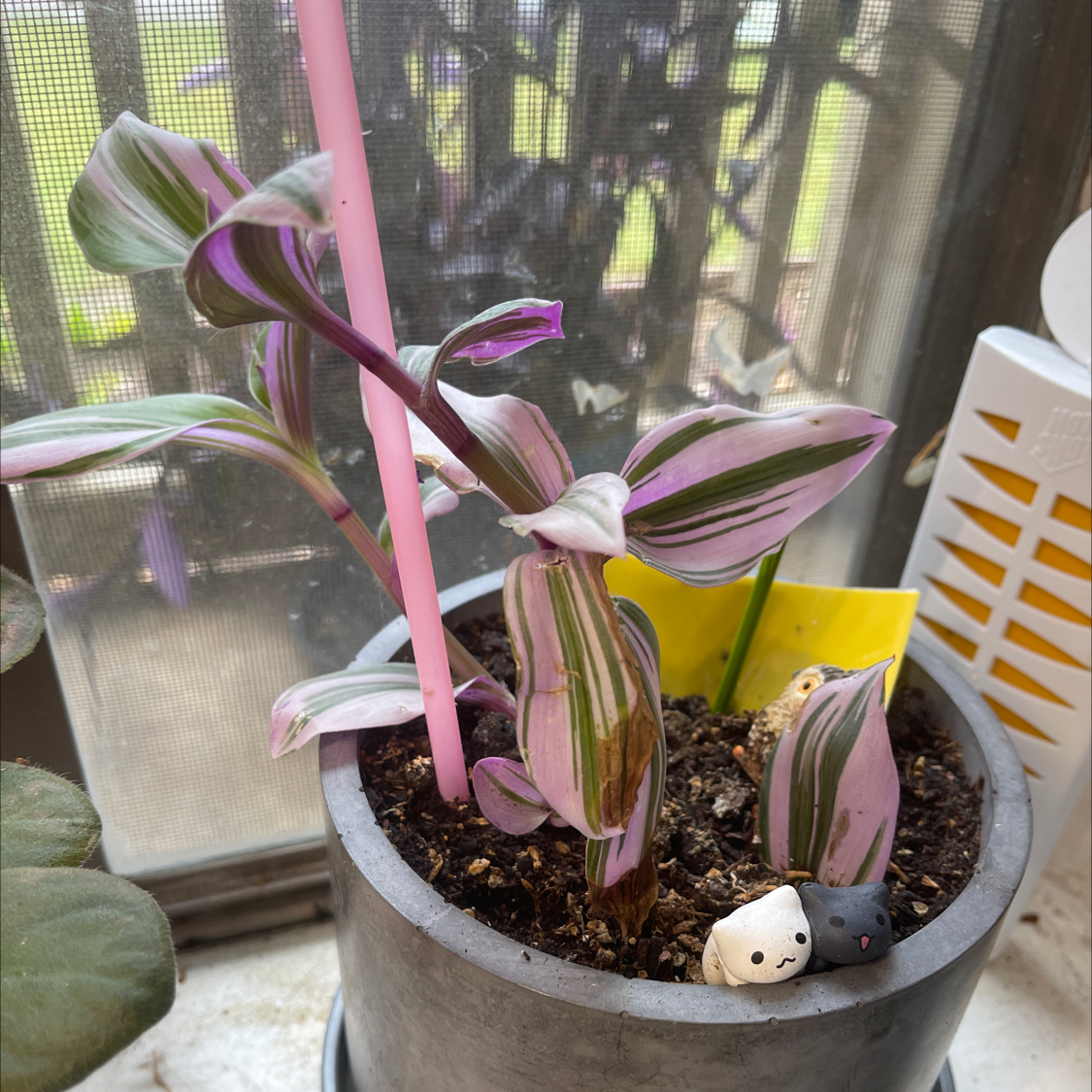 Pink Panther Tradescantia plant in a pot with vibrant pink and green striped leaves.