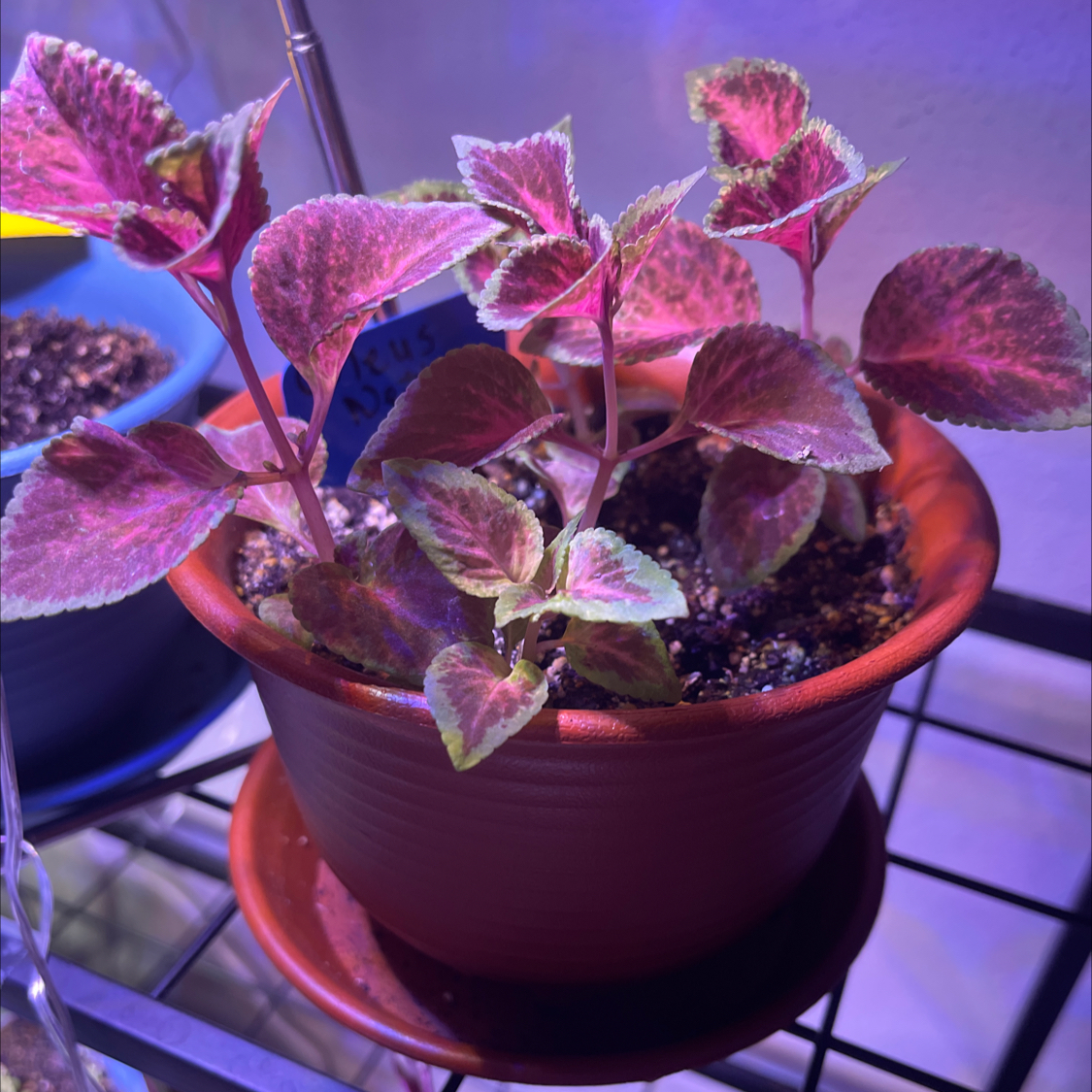 Plant care for Red Vein Fittonia on Greg, the plant care app