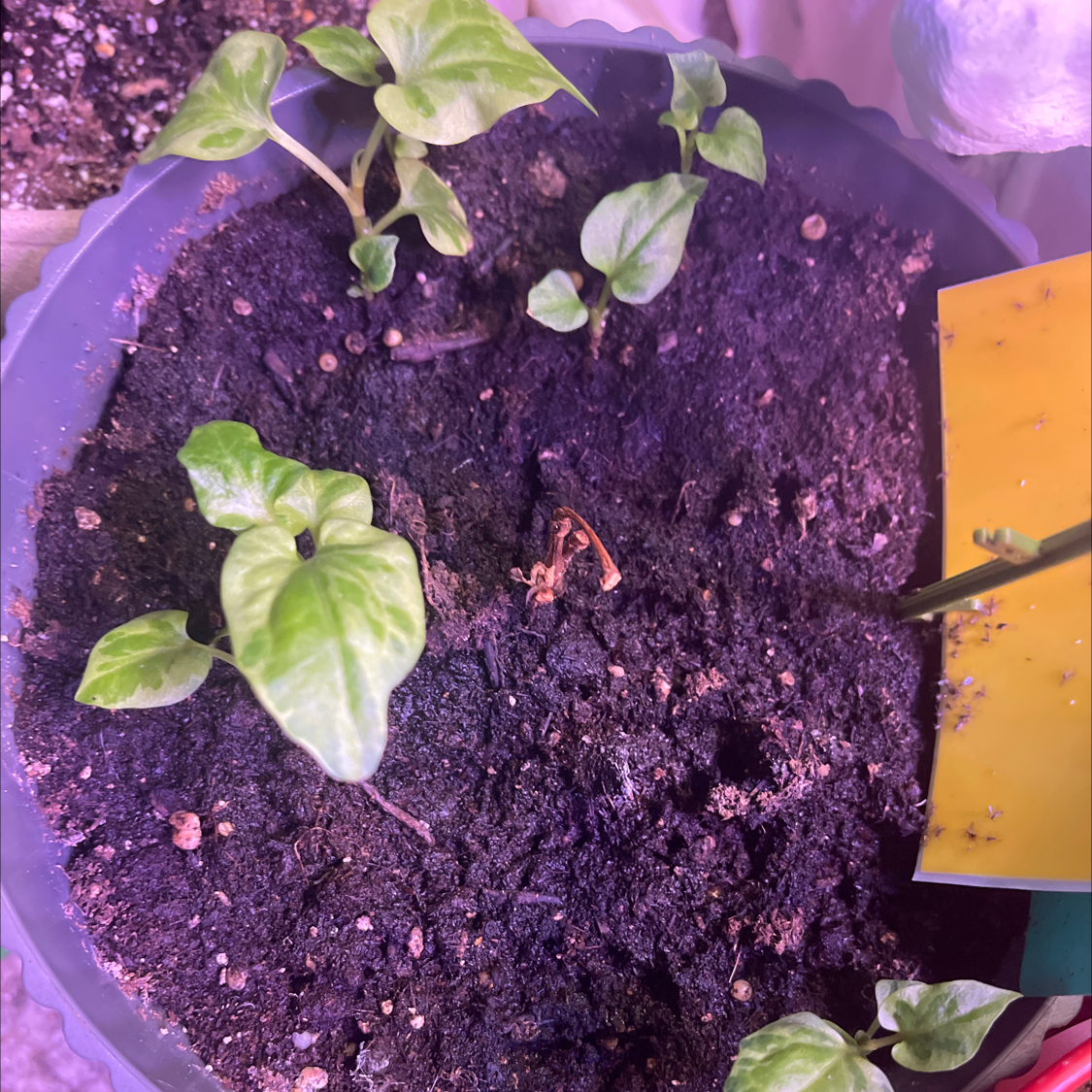 Potted Fishwort plant with green leaves and visible soil.