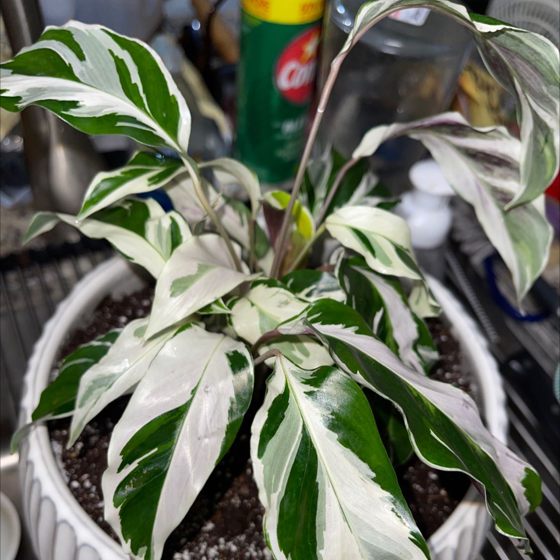Photo of the plant species White Fusion Peacock Plant by @AceFrithia named Calathea White Fusion on Greg, the plant care app