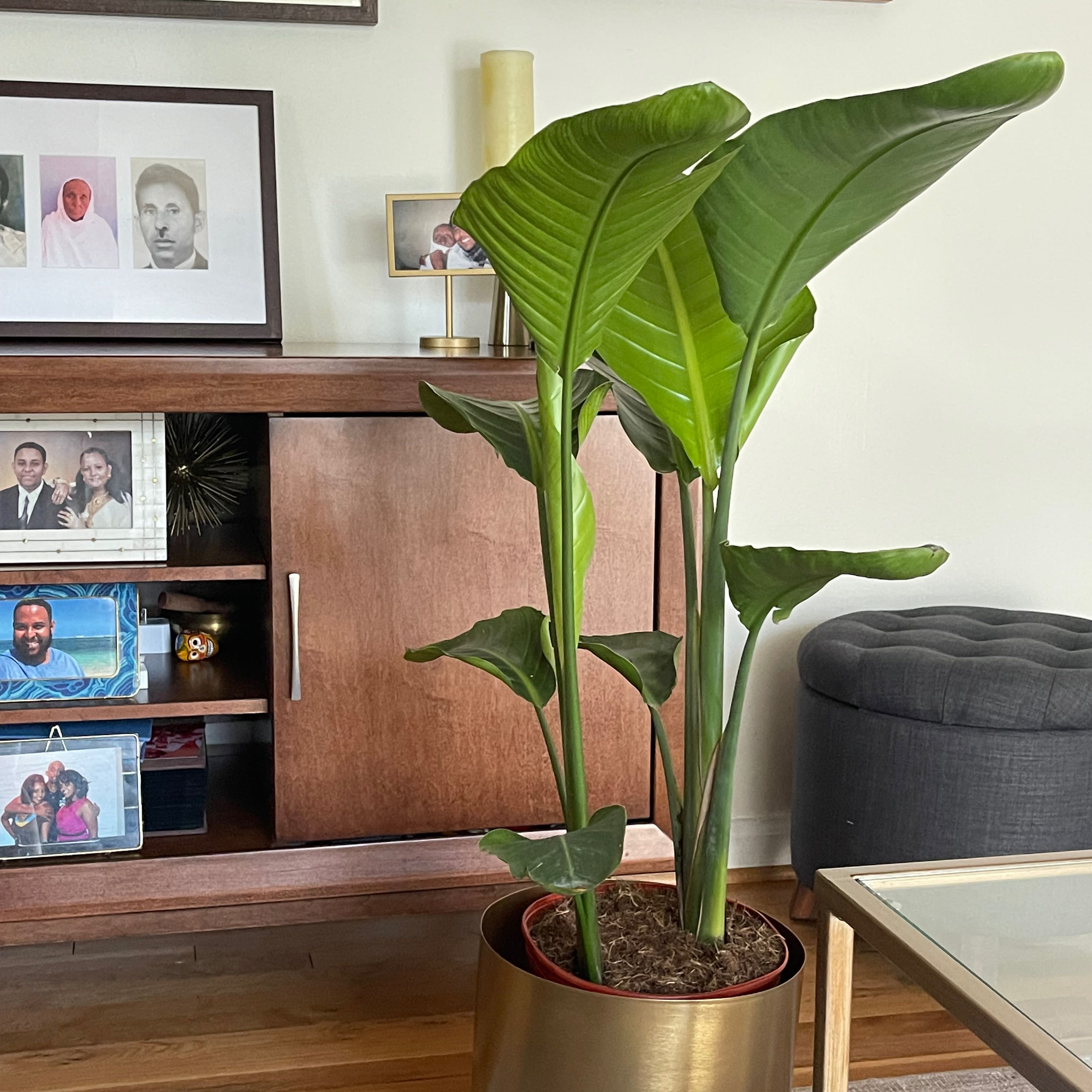 Photo of the plant species White Bird of Paradise by @JoyousGrevillea named Setit on Greg, the plant care app