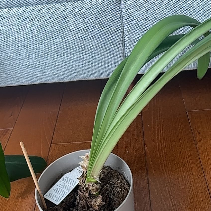 Photo of the plant species Amaryllis 'Denver' by @Plantivorous named The Immortal on Greg, the plant care app