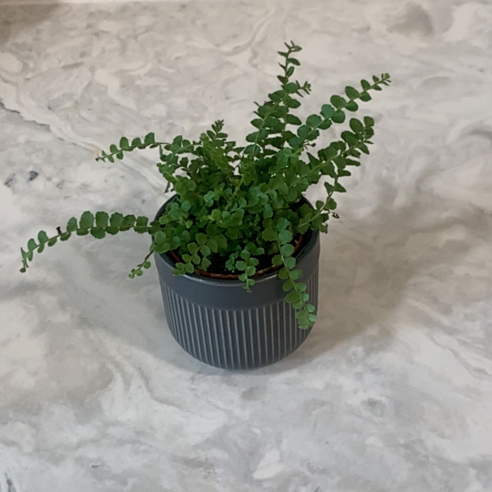 Healthy young potted Erect Sword Fern with bright green fronds in a gray ceramic pot, well-framed against a light background.