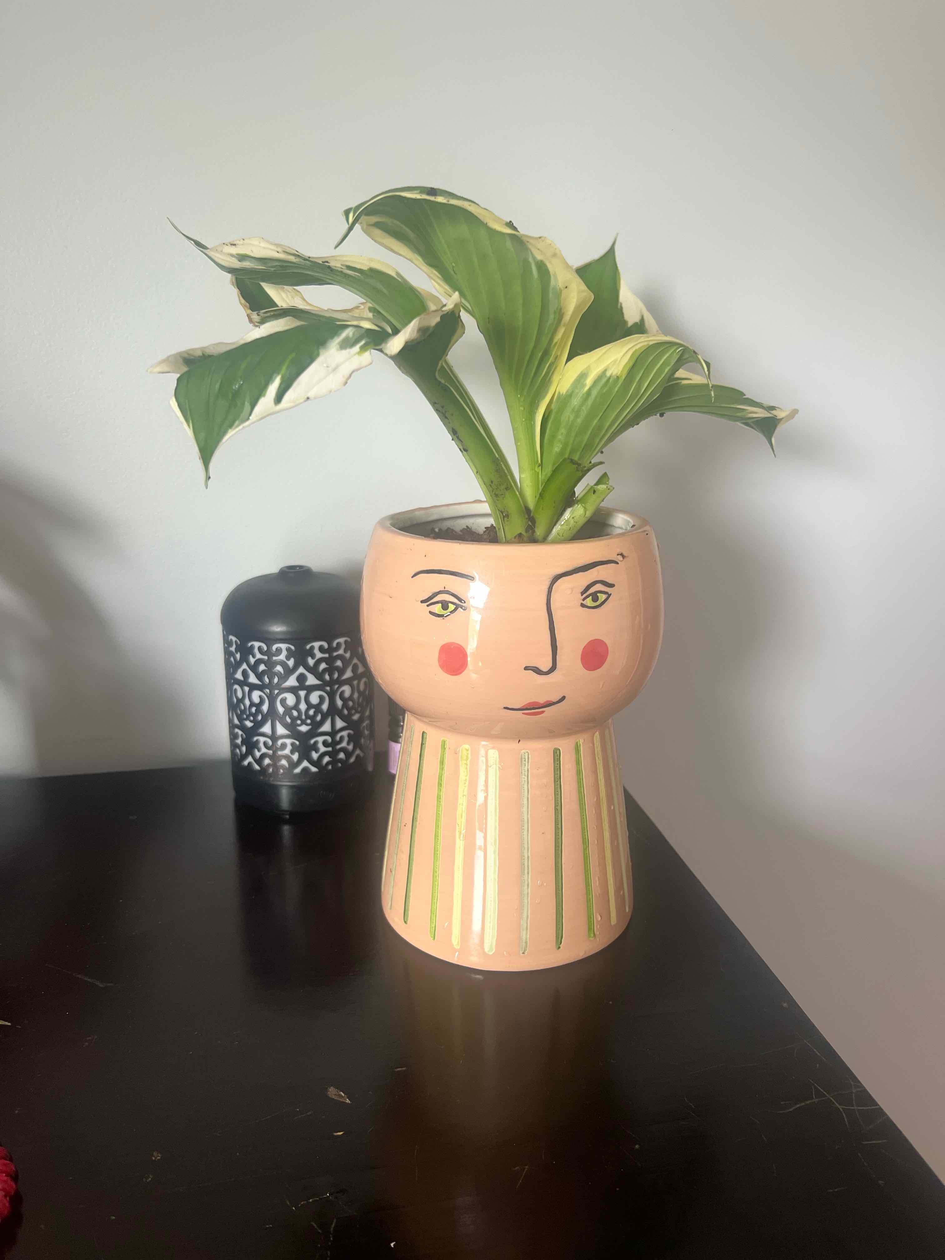 Photo of the plant species Hosta 'Patriot' by @ash73087 named Hosta la vista baby on Greg, the plant care app