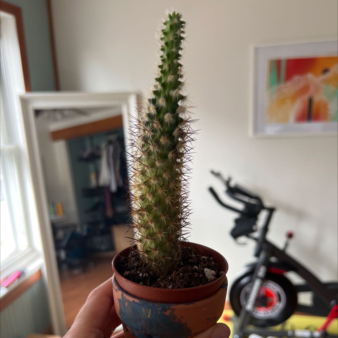 Thumb Cactus in a small pot held by a hand, with indoor background elements.