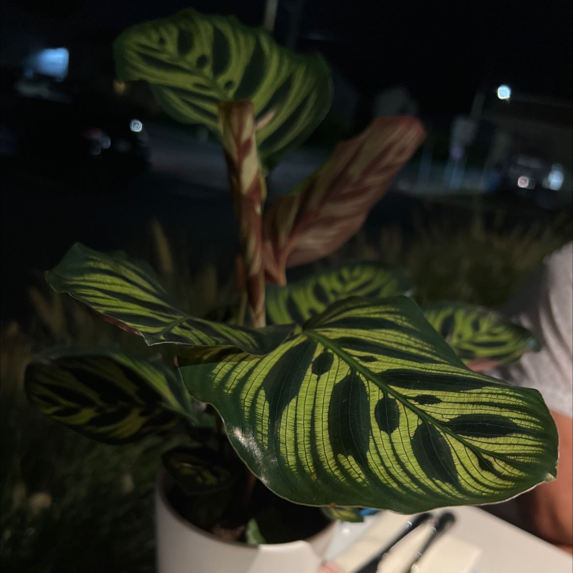 Healthy Fishbone Prayer Plant with vibrant striped leaves held by a hand at night, showing lush green and white patterns.