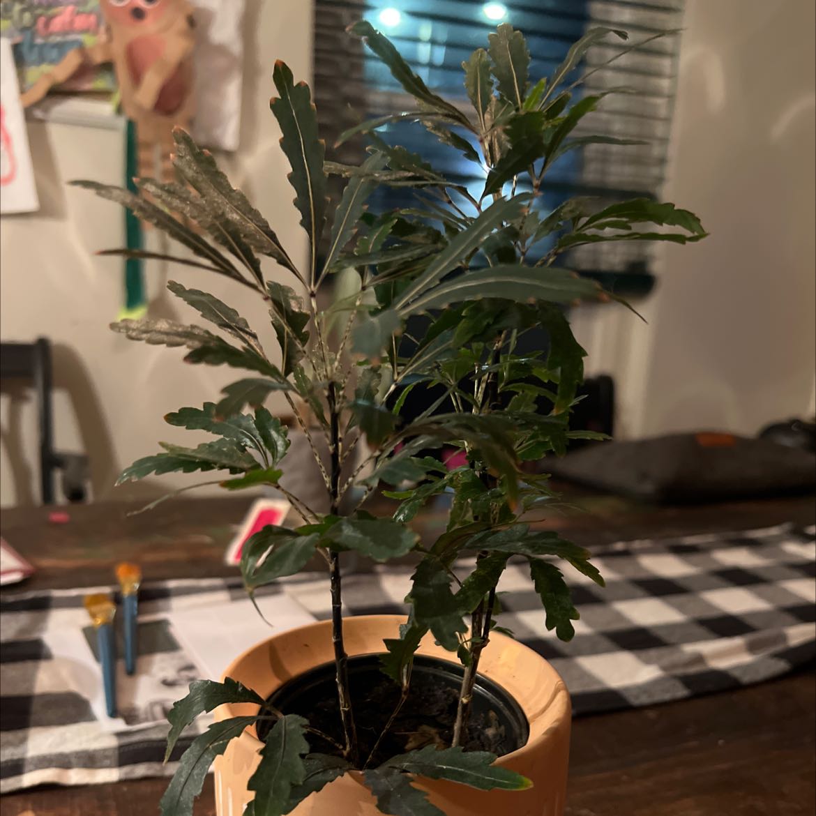 false Aralia plant in a pot on a table indoors with green leaves.