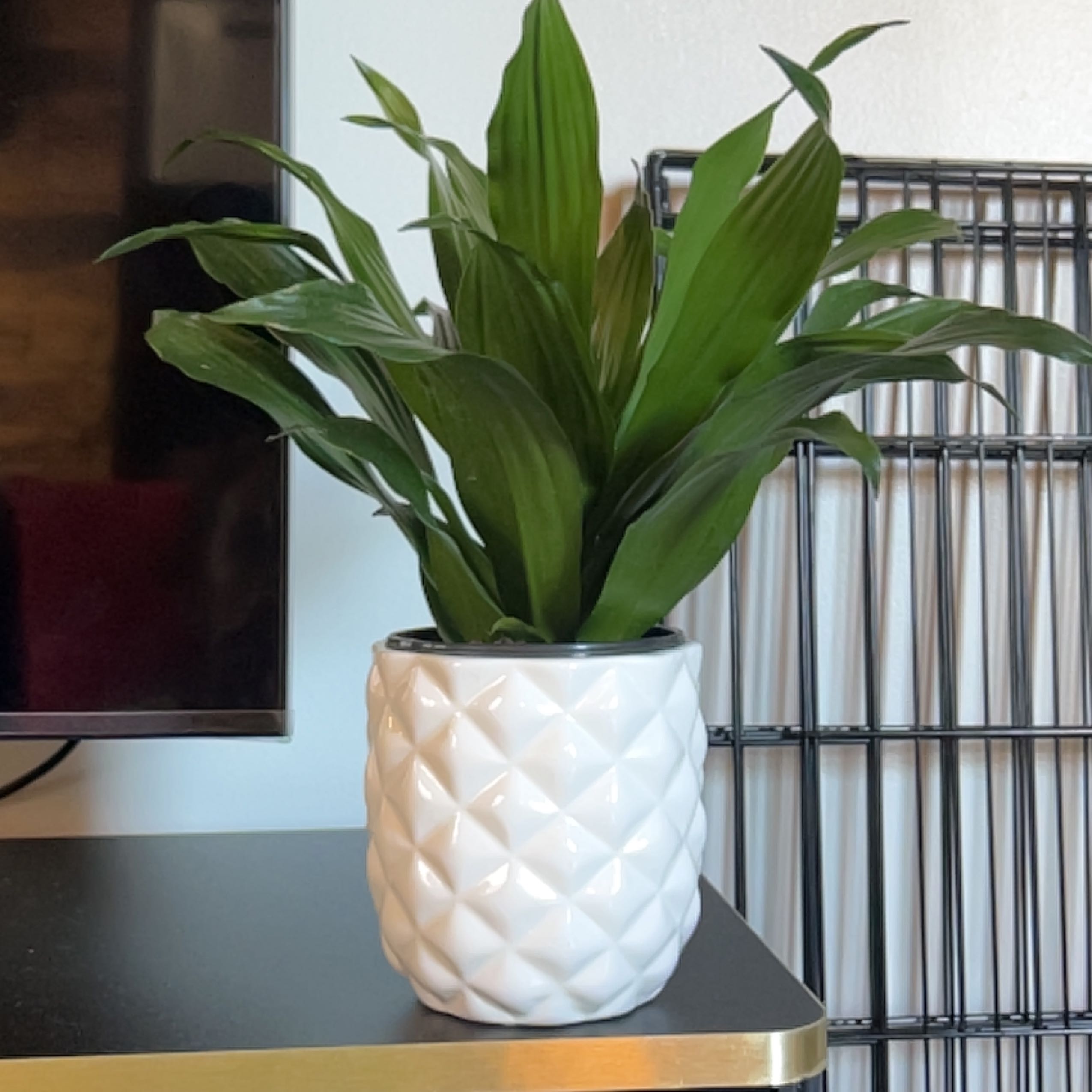 Dracaena Dorado plant in a white textured pot, healthy green leaves.