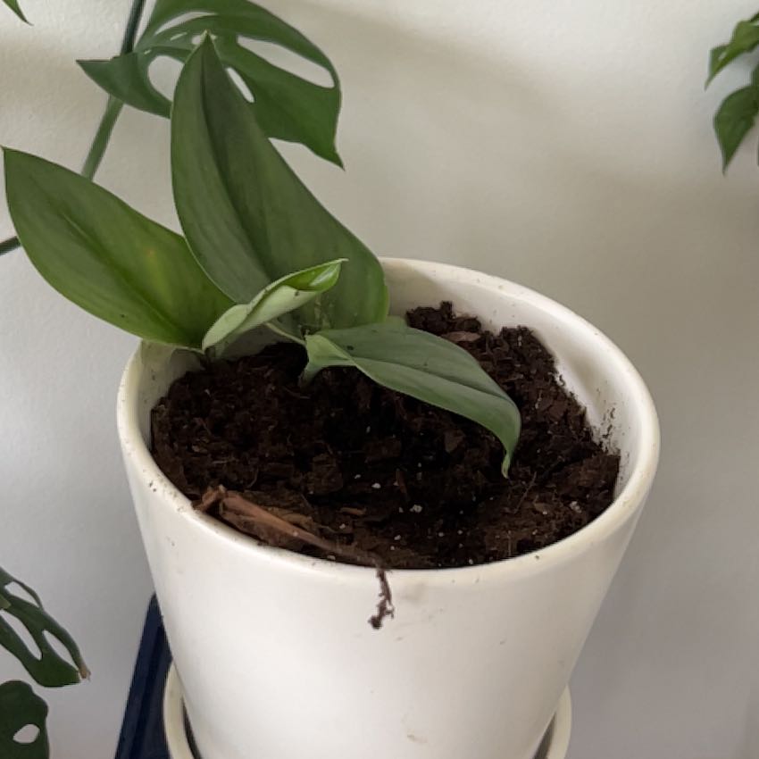 Scindapsus treubii 'Moonlight' plant in a white pot with visible soil and healthy green leaves.