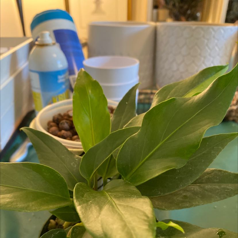 Philodendron plowmanii plant with healthy green leaves indoors.