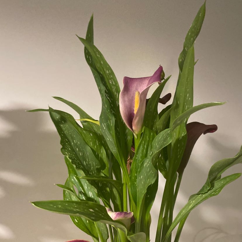 Photo of the plant species Red Calla Lily by @SprightlyCarrot named Vera on Greg, the plant care app