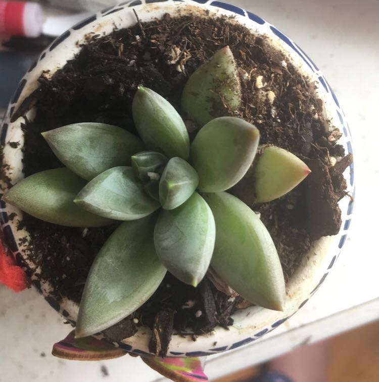Top view of a healthy Little Jewel succulent in a small pot with visible soil.