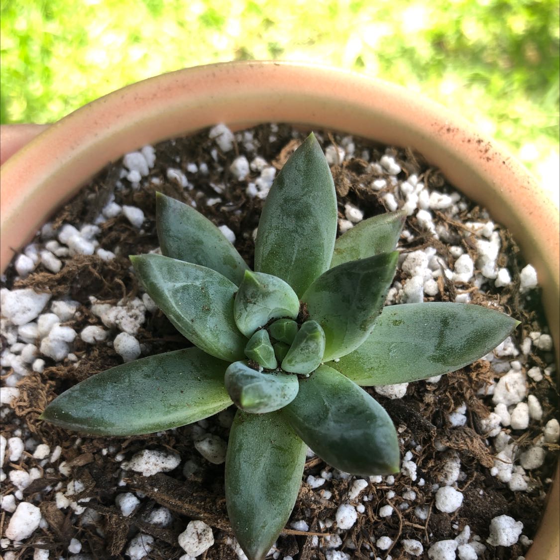 A healthy Little Jewel succulent in a pot with visible soil.