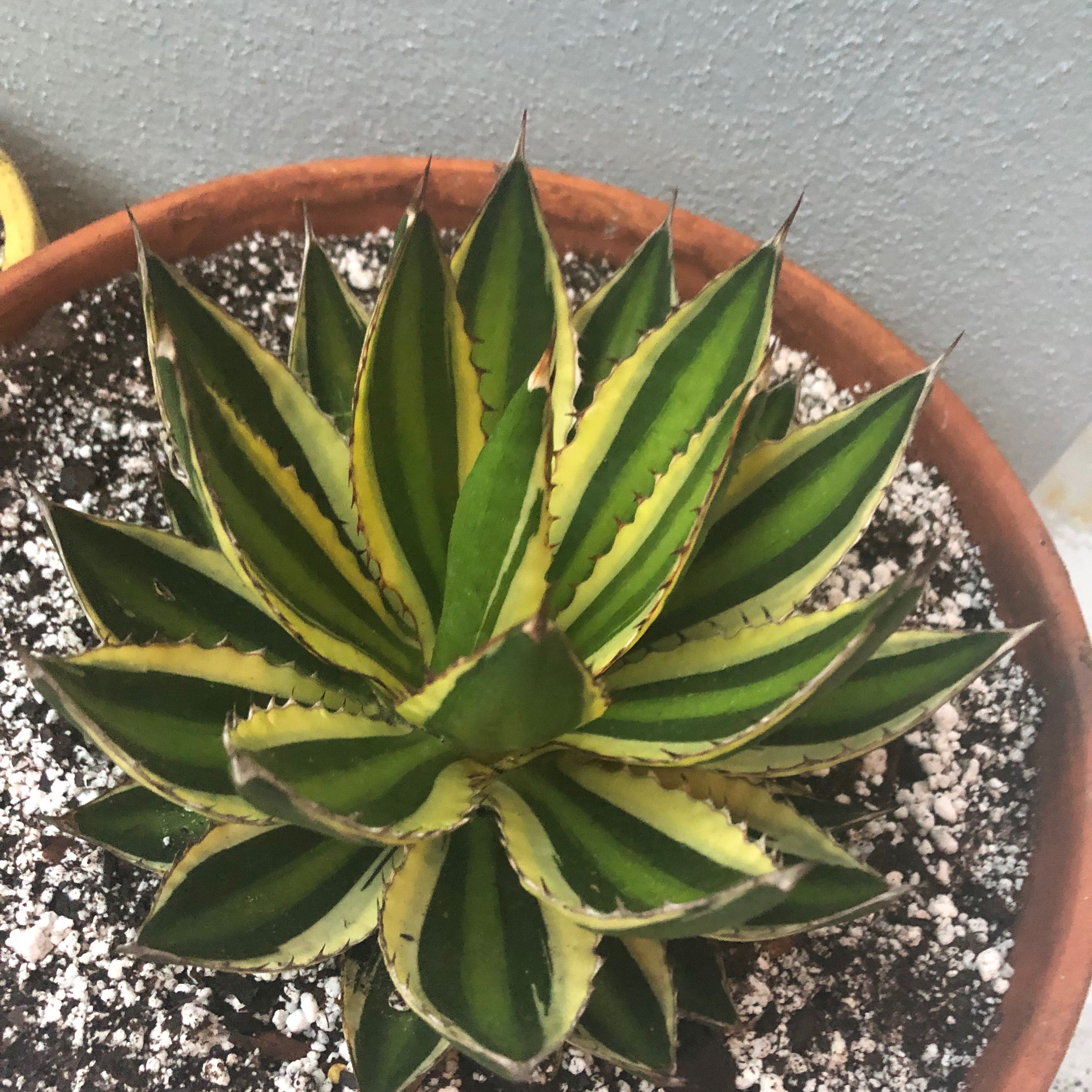 Potted Thorn-Crested Century Plant with green leaves and yellow edges, some browning tips.