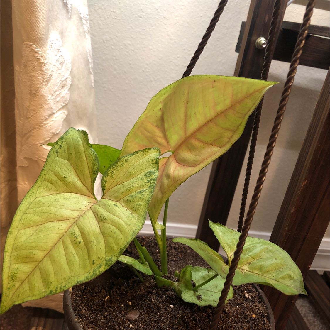 Photo of the plant species Syngonium 'Mini Allusion' by @UnharmedWeed named Callie on Greg, the plant care app