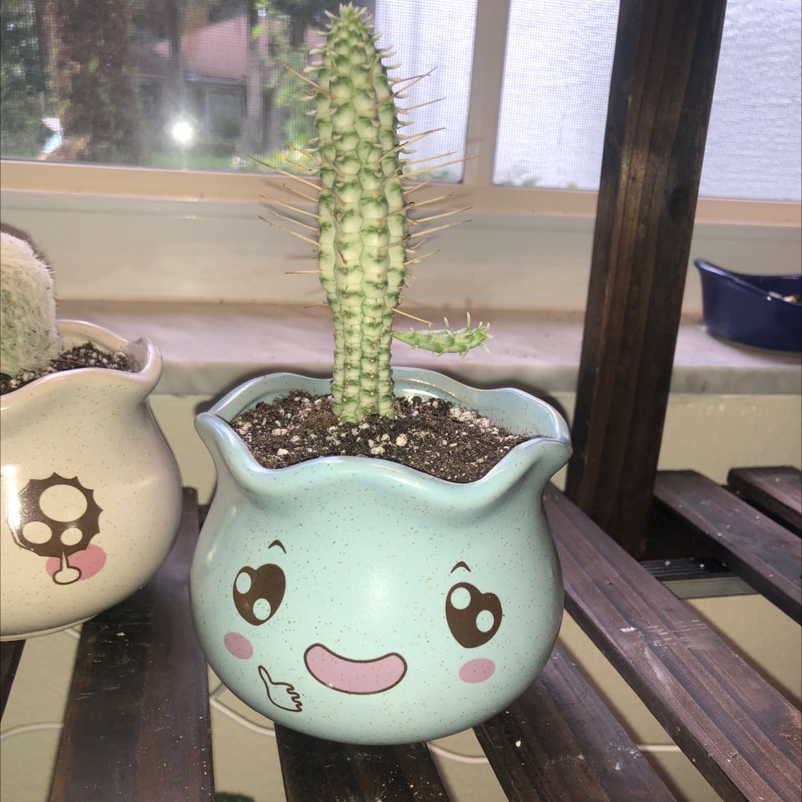 Variegated Corncob Cactus in a decorative pot with visible soil, well-framed and in focus.