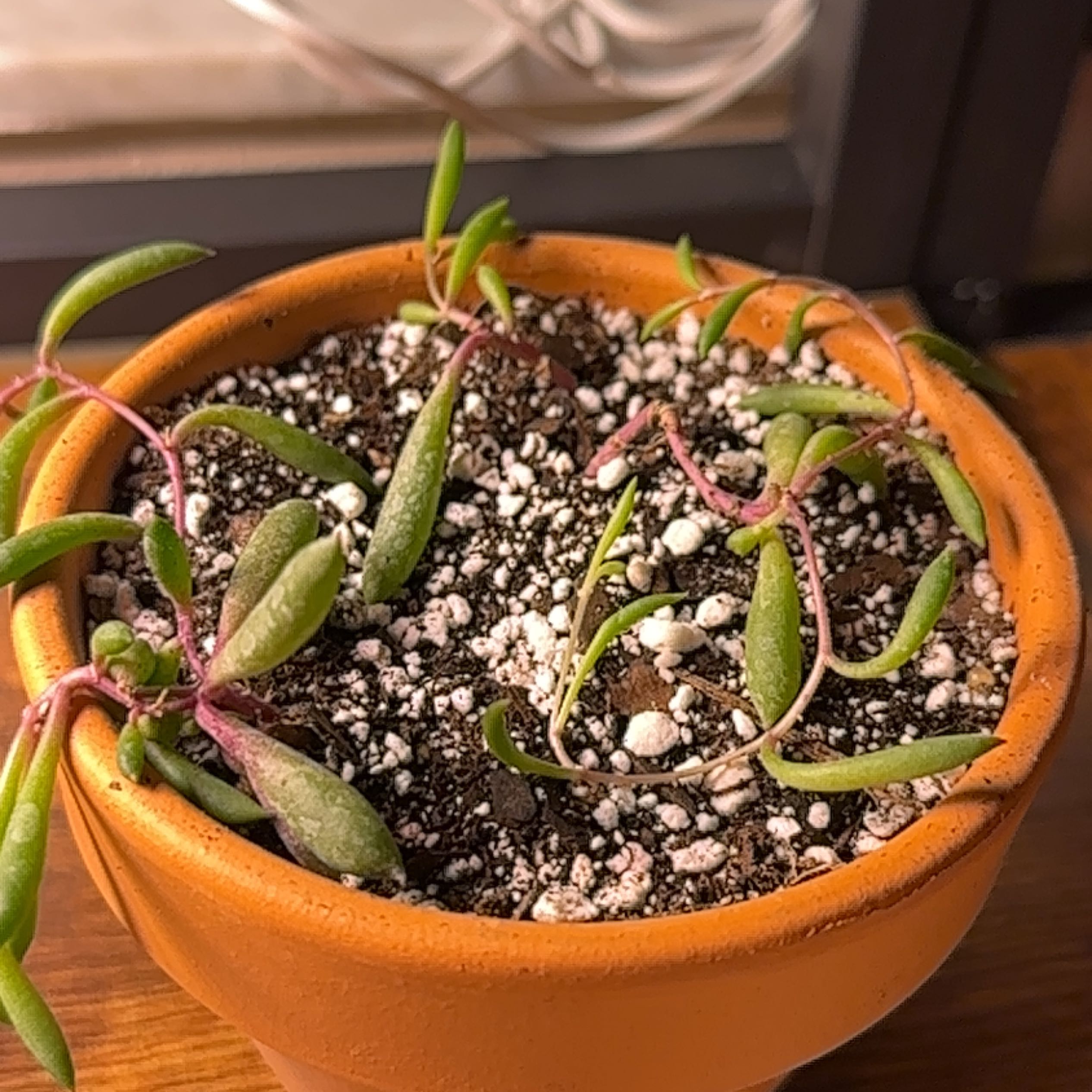 Potted String of Rubies plant with visible soil and some leaf discoloration.