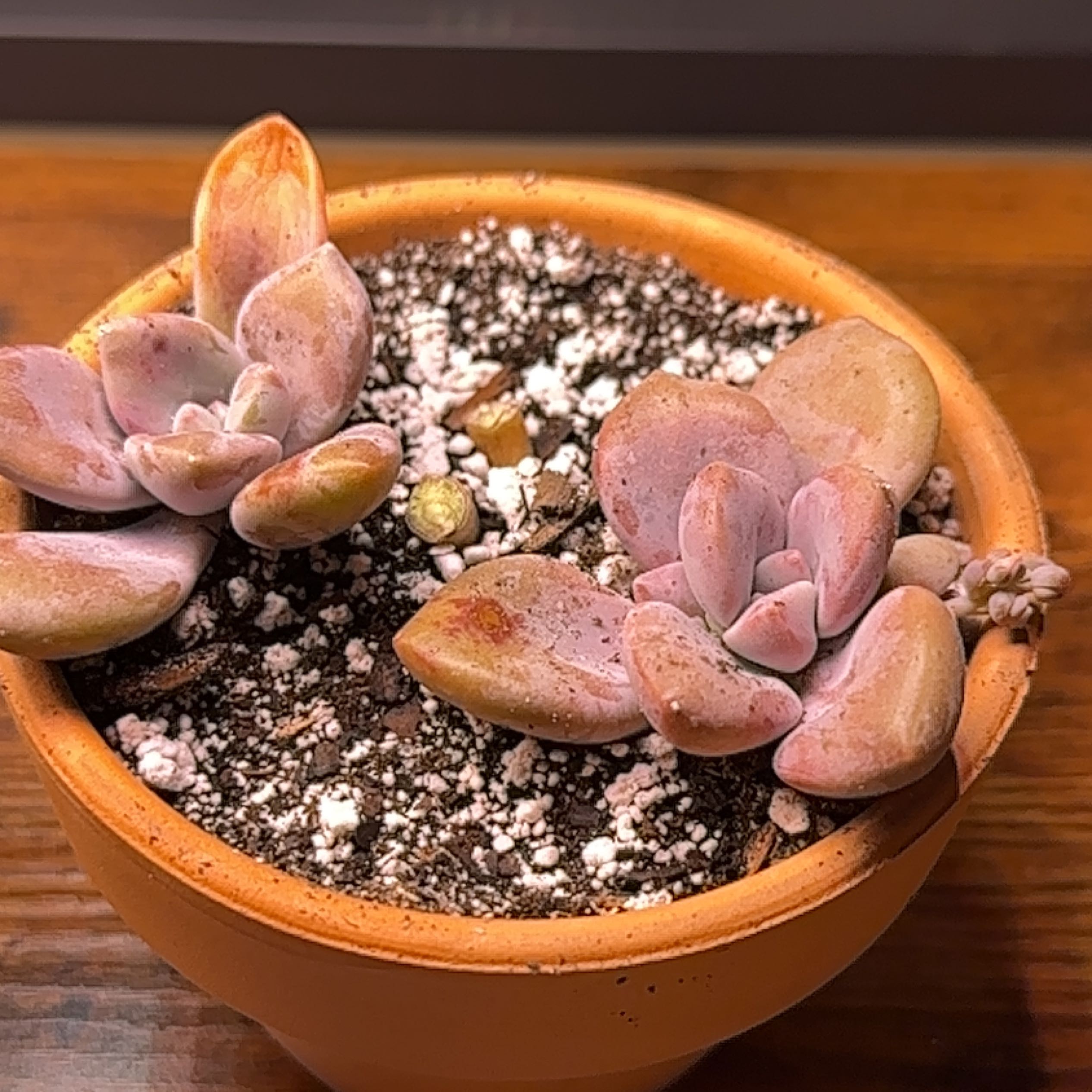 Pink Moonstones succulent in a terracotta pot with well-draining soil, showing slight leaf discoloration.