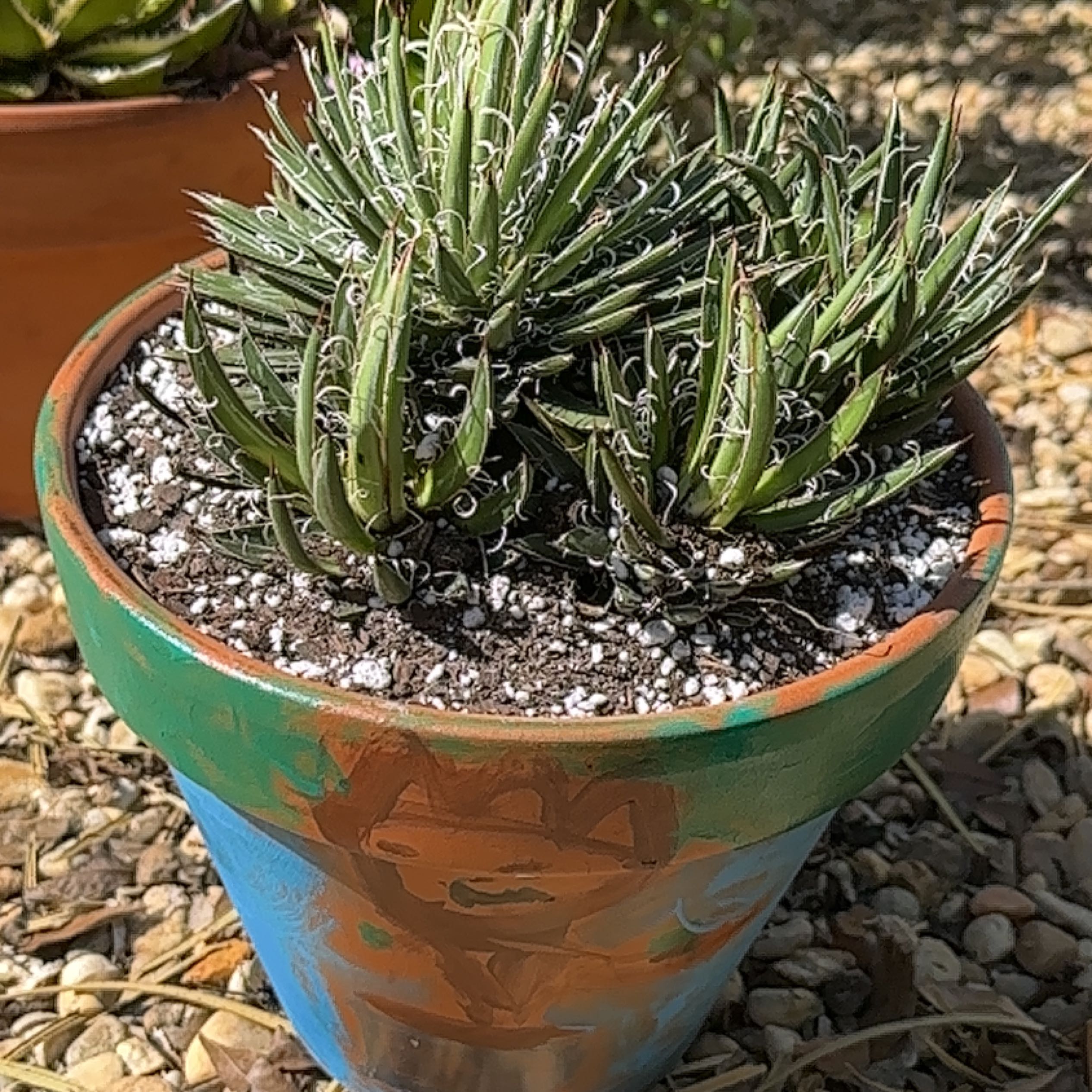 Photo of the plant species Small Flower Agave by @UnharmedWeed named Groot on Greg, the plant care app