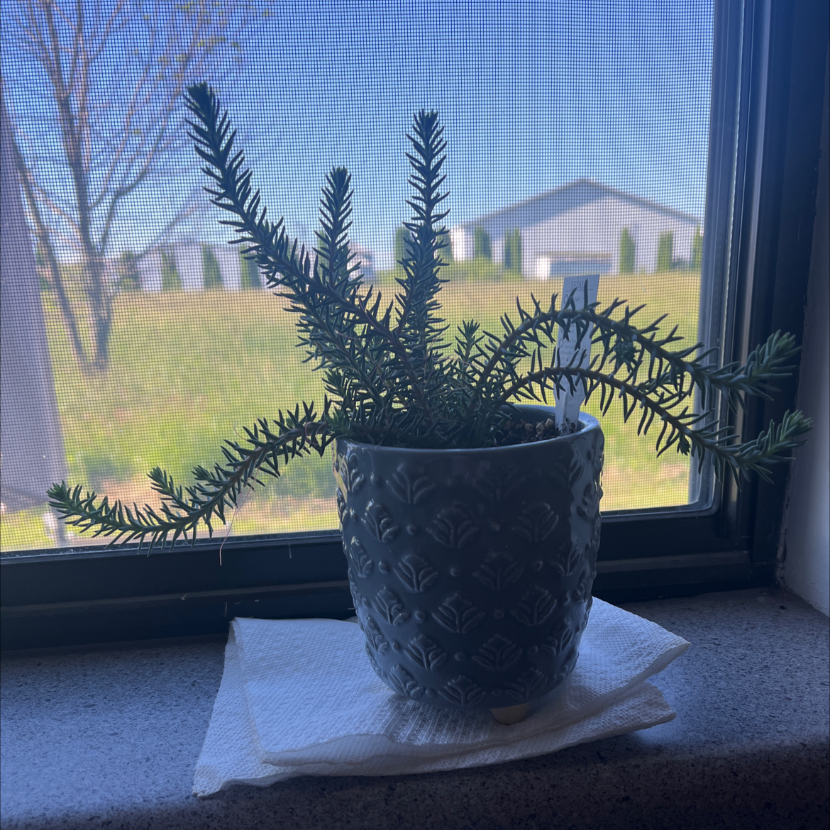 Potted plant with needle-like leaves on a windowsill with an outdoor background.